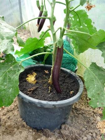 foto aubergine bij Willy