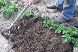 Aanaarden_met_hak aardappelen