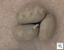 Aardappel_voorkiemen_gourmandine