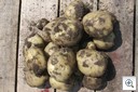Aardappelen_uitgegeraven_oogst
