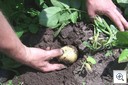 Aardappelen_uitgegraven