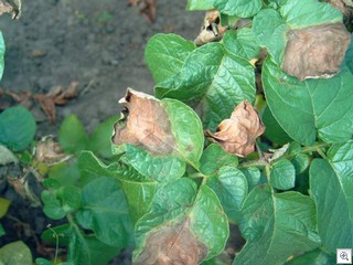 Aardappelplaag_phytophtora