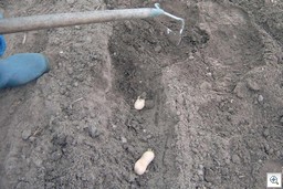 Aardappelplanten_afdekken