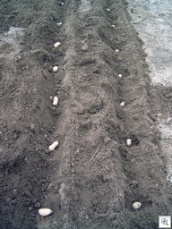 Aardappelplanten_rijen