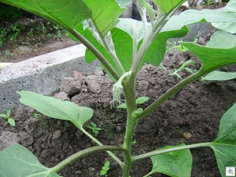 Aubergine_gediefd_op_hoofdstam_met_eerste_zijscheutJPG