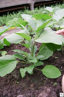 Aubergine_met_scheuten_op_stam