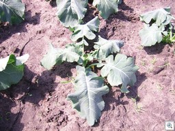 Broccoli_verwelkt