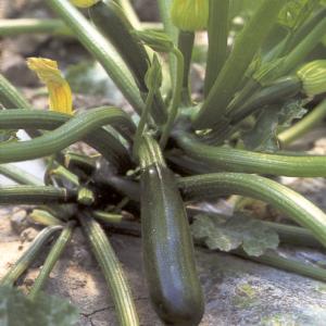 http://www.plantaardig.com/groenteninfo/images/courgette.jpg