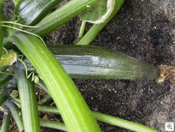 Courgette_rot