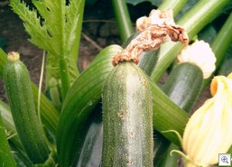 Courgette_verdroogde_bloem