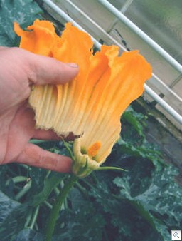 Courgettebloem_mannelijk_bestuiving