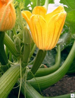 Courgettebloem_vrouwelijk