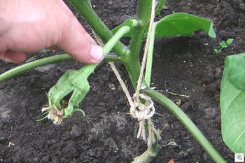 Eerste vrucht uithalen aubergine