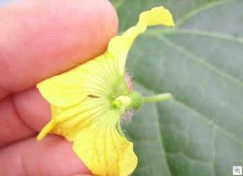 Meloen-mannelijke-bloem-gepeld