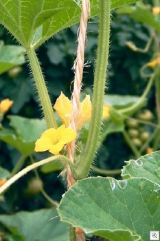 Meloen-mannelijke-bloem