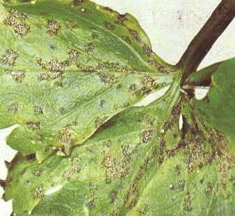 foto : bladvlekkenziekte bij selder