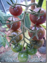 tomatentros 