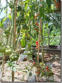 tomaten water geven