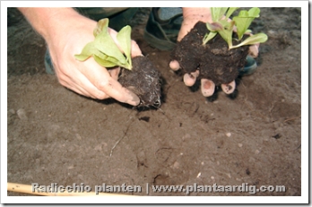 http://www.plantaardig.com/groenteninfo/images2006/lgrphoto.php?p=radicchio_planten5.jpg&album=9a6d5719f303_128B4