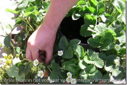 Bloemen verwijderen doordragers