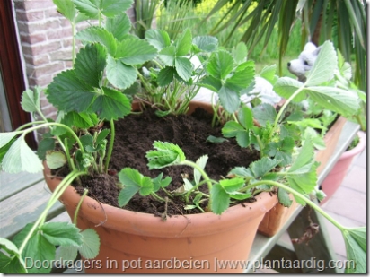 Aardbeien in pot telen, doordragers