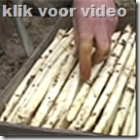 Asperges uit Limburg