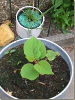 Kiwi in pot