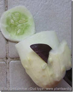 witte-komkommer-vrucht-dwars