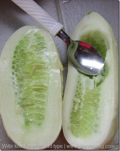 witte-komkommer-vrucht-overlangs