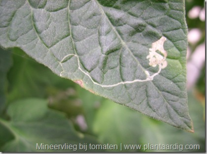 mineervlieg tomaten