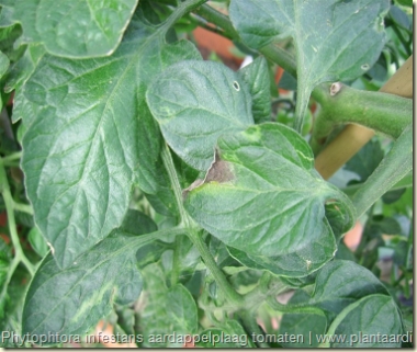 Phytophtora infestans aardappelplaag tomaten