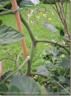 Phytophtora infestans aardappelplaag tomaten