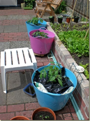 tomaten in pot