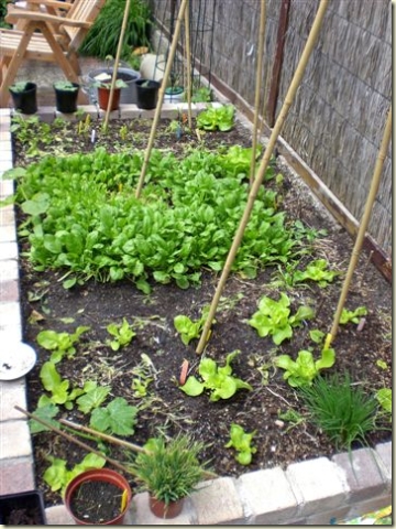 kleine moestuin in de border