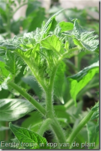 Eerste trosje zichtbaar in de kop van de tomatenplant