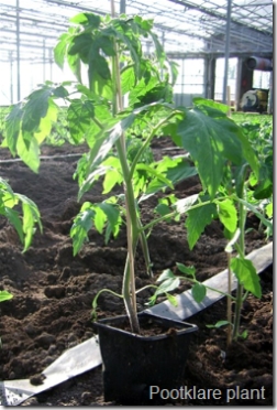 Tomatenplant  klaar om uit te planten