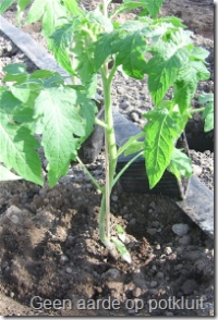 Tomatenplant, plantput gevuld