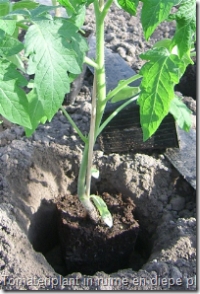 Tomatenplant in plantput