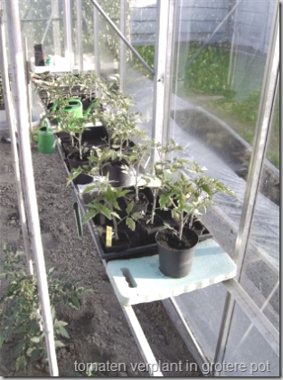 tomaten verplant in grotere pot