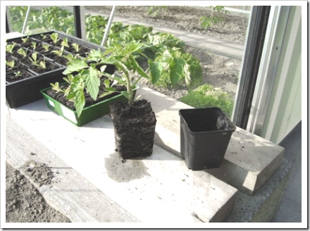 tomatenplant goed doorworteld