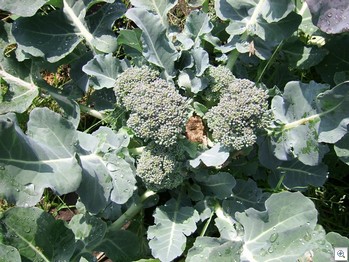 Broccoli_tweede_oogst
