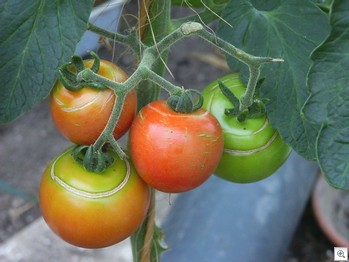 Tomaten-barsten-cirkelvormig