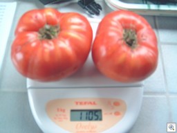 Tomaten-weegschaal