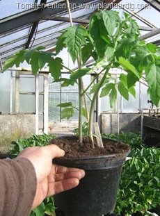 zoogenting-twee-tomatenplanten-ingepot