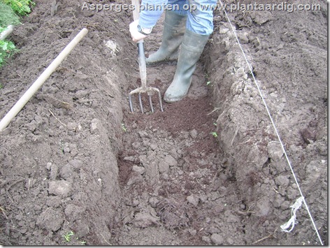 asperge-planten-geul-spitvork2