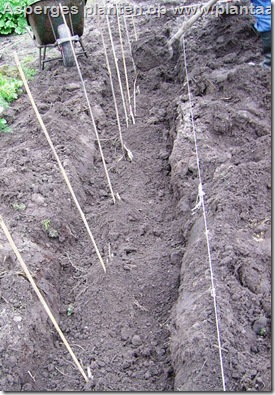 asperges-geplant-afdekken-grond-schop10