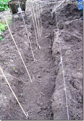 asperges-geplant-afdekken-grond-schop10
