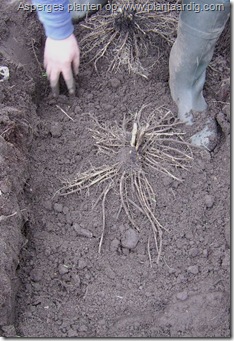 asperges-planten-op-heuveltje7