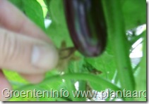 aubergine-bloempje-botrytis