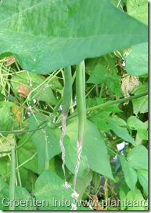 beans-botrytis-grey-mould-plantaardig-com